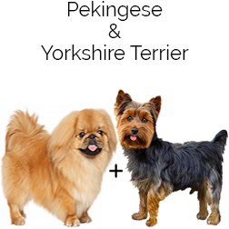 Yorkinese Dog